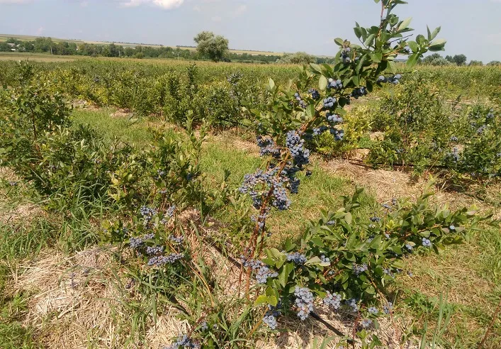На тлі зростання попиту Україна має шанс наростити виробництво популярних ягід та горіхів.