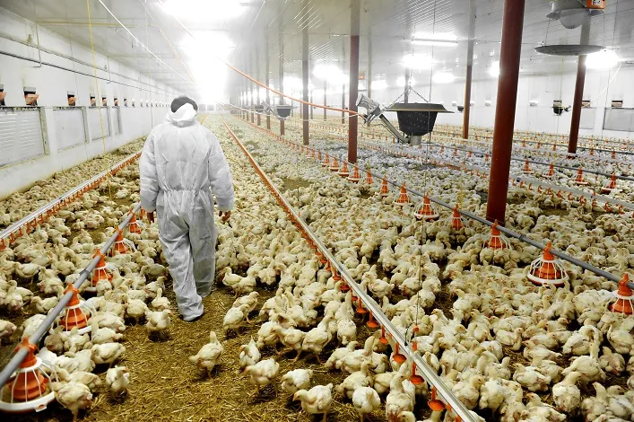 У 2025 році виробництво агропродукції скоротилось на 6,6%.